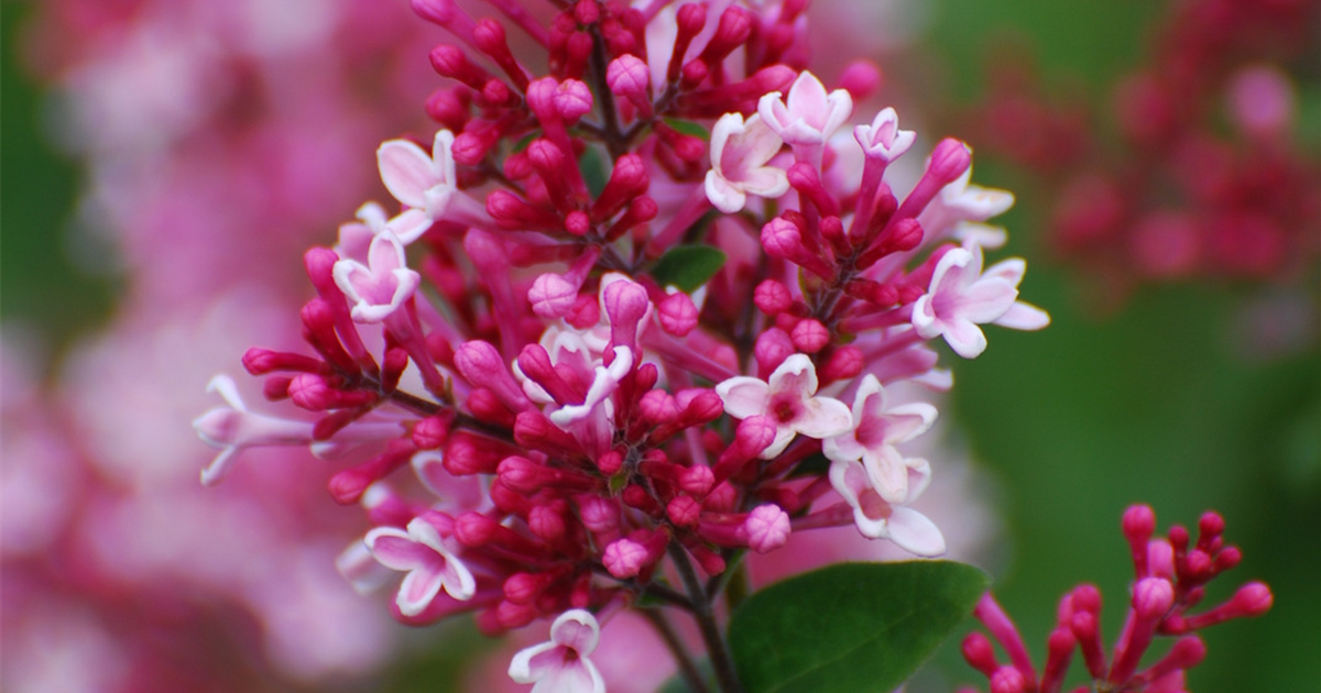 Syringa microphylla 'Superba'
