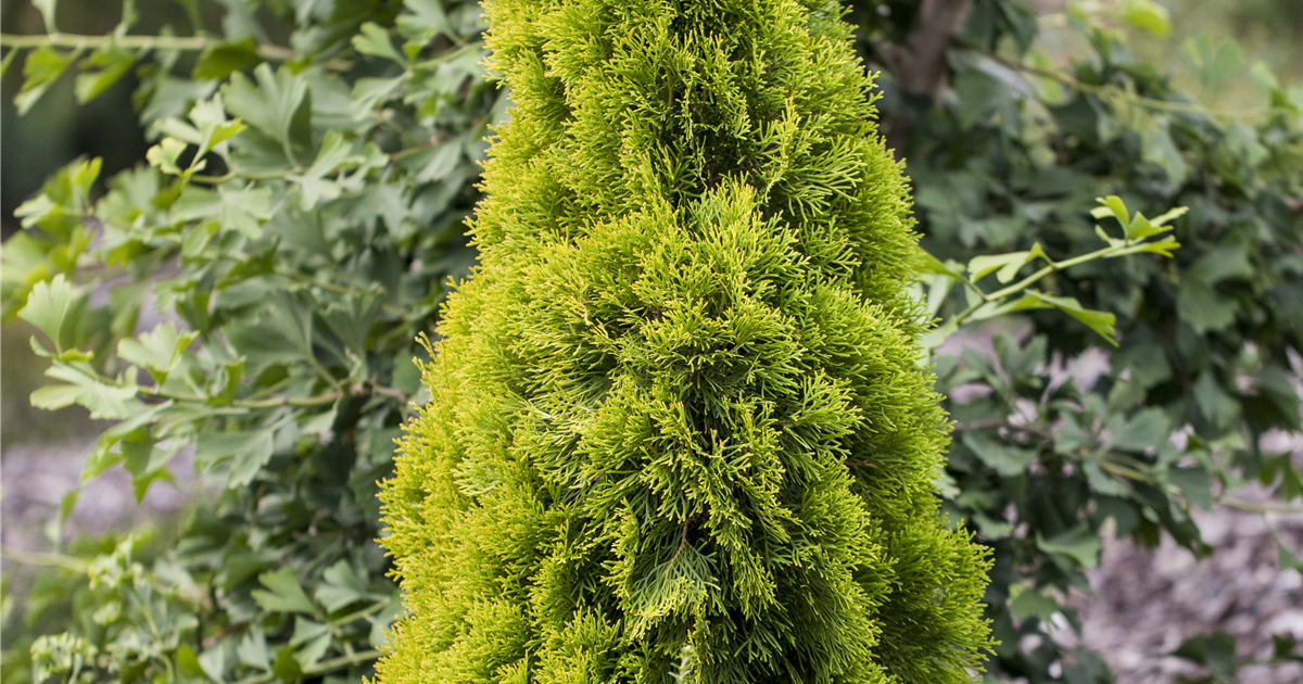 Thuja occidentalis 'Golden Smaragd'®