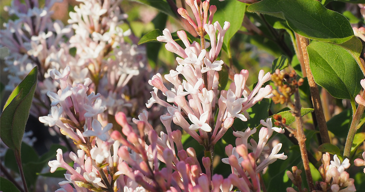 Syringa Flowerfesta® 'White'