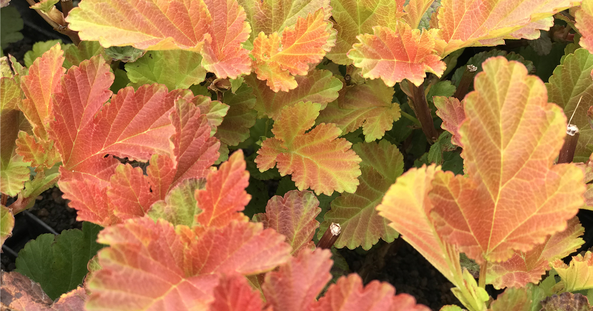 Physocarpus opulifolius 'Amber Jubilee'®