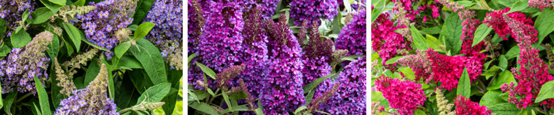 olv-neuheit_1.jpg olv-neuheit_1.jpg