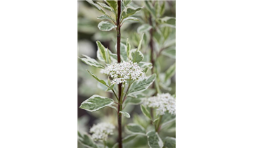 Cornus alba 'Elegantissima'