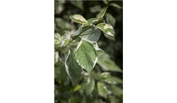 Cornus alba 'Elegantissima'