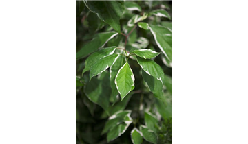 Cornus alba 'Elegantissima'