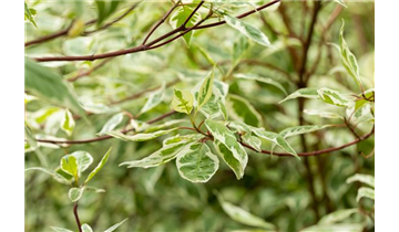 Cornus alba 'Elegantissima'