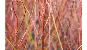Cornus alba 'Elegantissima'