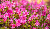 Japanische Azalee 'Petticoat'®