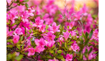 Japanische Azalee 'Petticoat'®
