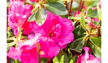 Japanische Azalee 'Petticoat'®