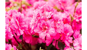 Japanische Azalee 'Petticoat'®