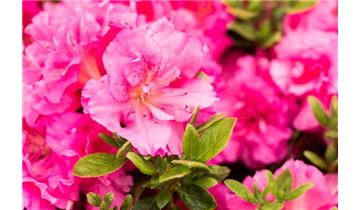 Japanische Azalee 'Petticoat'®