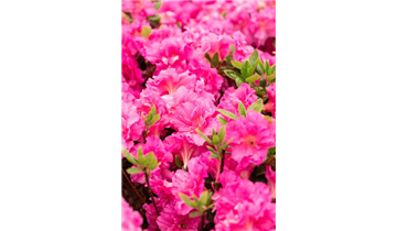 Japanische Azalee 'Petticoat'®
