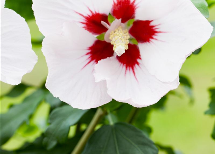 Hibiscus syriacus 'Shintaeyang' Hibiscus syriacus 'Shintaeyang'