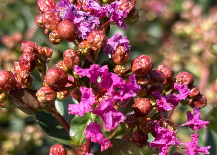 Lagerstroemia indica 'Purple Star'® Lagerstroemia indica 'Purple Star'®