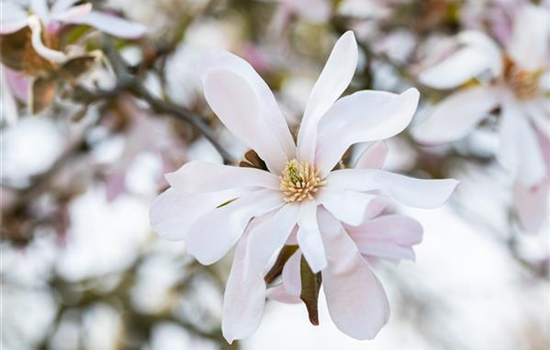 Frühblühende Gehölze zum Start ins neue Gartenjahr Frühblühende Gehölze zum Start ins neue Gartenjahr