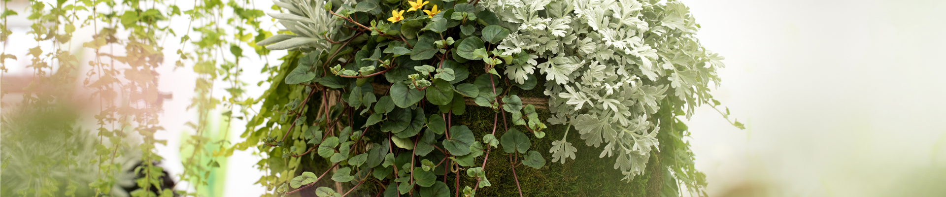 GS623791.jpg GS623791.jpg