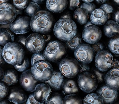 Blaubeere oder Schwarzbeere – die Heidelbeere hat viele Namen und viel Geschmack Blaubeere oder Schwarzbeere – die Heidelbeere hat viele Namen und viel Geschmack