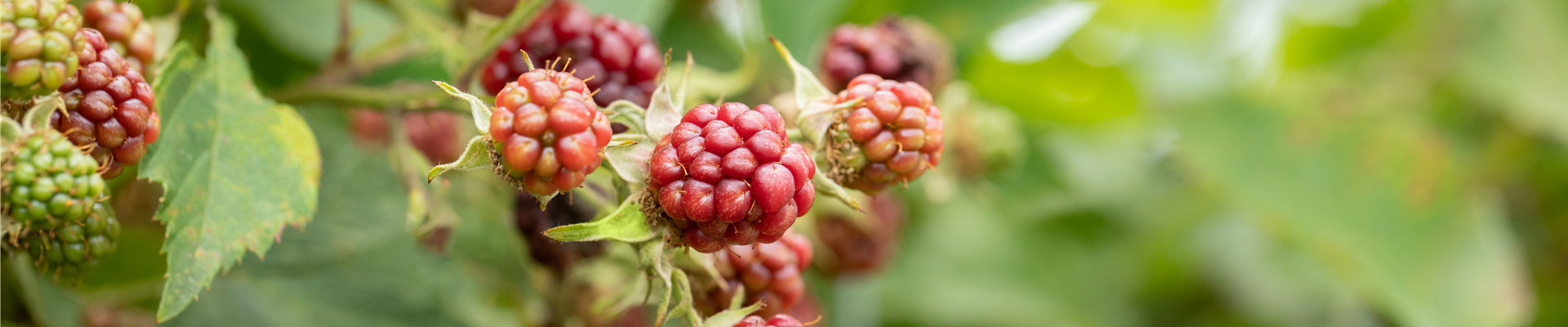 GS649278.jpg GS649278.jpg