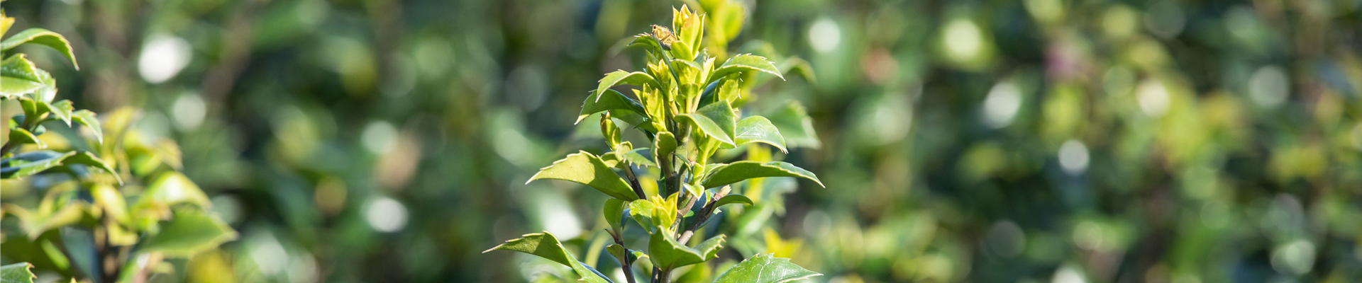 GS661023.jpg GS661023.jpg