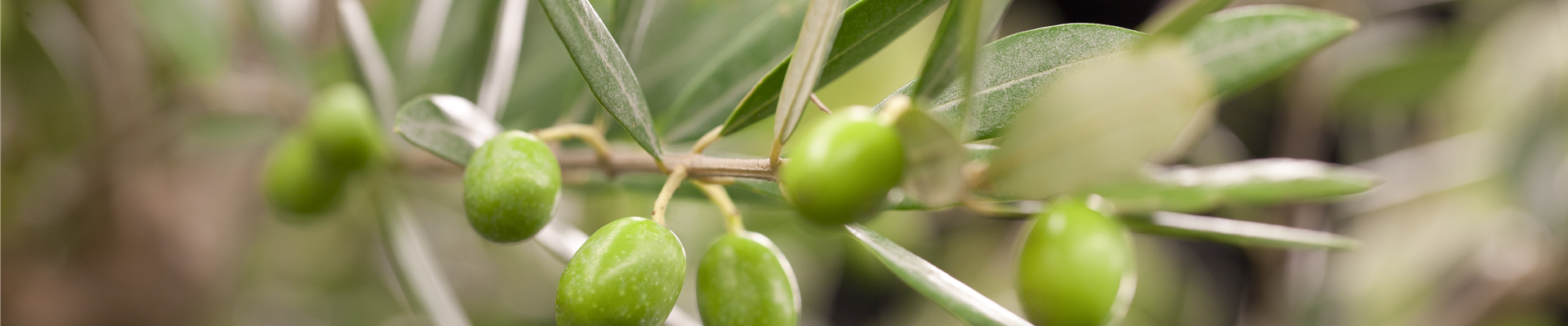 GS426673.jpg GS426673.jpg