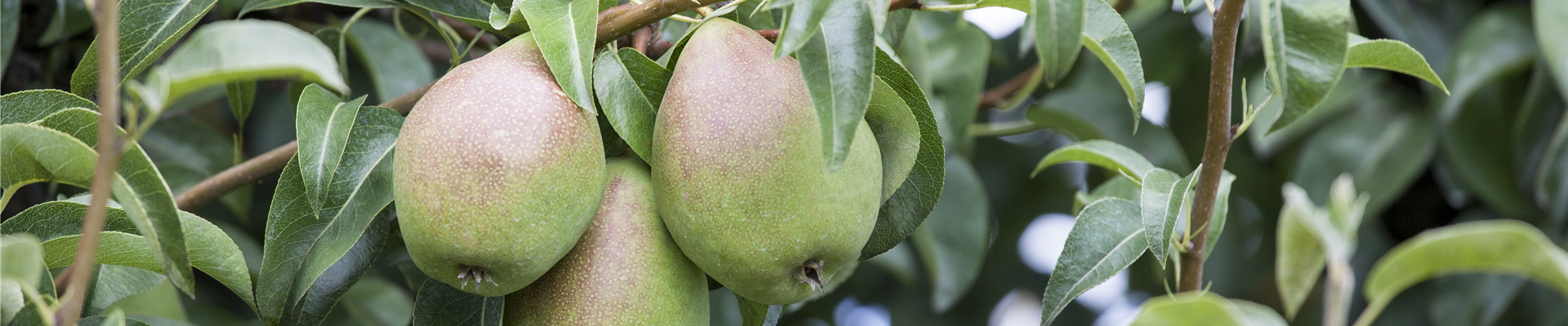 GS502775.jpg GS502775.jpg