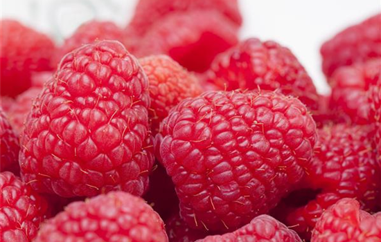 Tipps zum Pflanzen und Pflegen von Himbeeren Tipps zum Pflanzen und Pflegen von Himbeeren