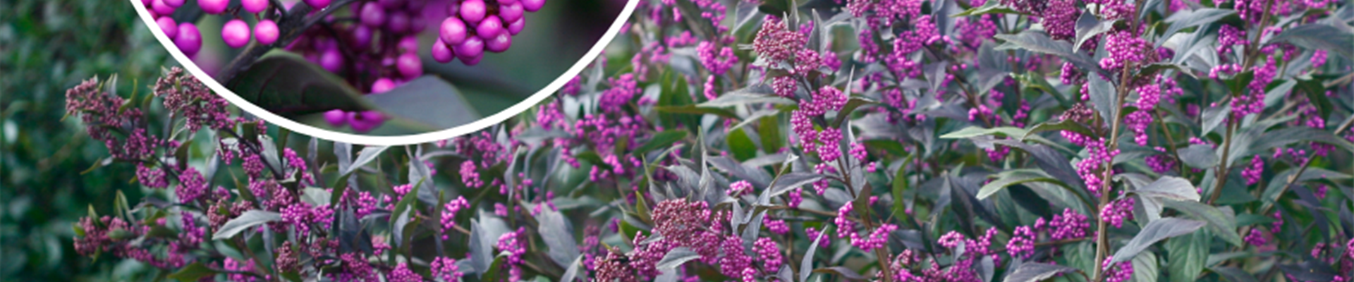 olv-neuheit-2024_2.jpg olv-neuheit-2024_2.jpg