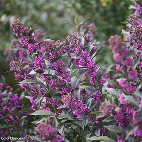 Callicarpa 'Pearl Glam'® Callicarpa 'Pearl Glam'®