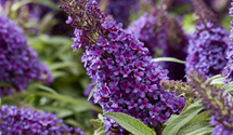 Zwerg- Sommerflieder 'Butterfly Candy'® Little Purple
