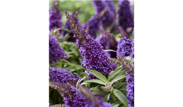 Zwerg- Sommerflieder 'Butterfly Candy'® Little Purple