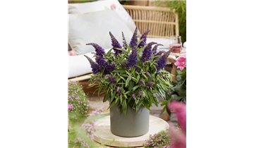 Zwerg- Sommerflieder 'Butterfly Candy'® Little Purple