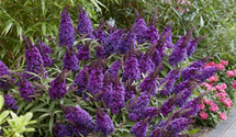 Zwerg- Sommerflieder 'Butterfly Candy'® Little Purple