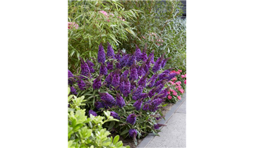Zwerg- Sommerflieder 'Butterfly Candy'® Little Purple