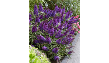 Zwerg- Sommerflieder 'Butterfly Candy'® Little Purple