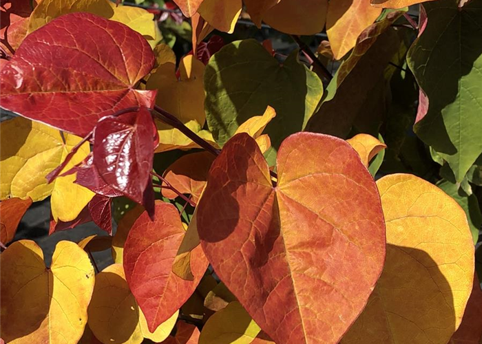 Cercis canadensis 'Eternal Flame'® Cercis canadensis 'Eternal Flame'®