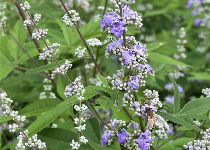 Vitex agnus-castus laciniata Vitex agnus-castus laciniata