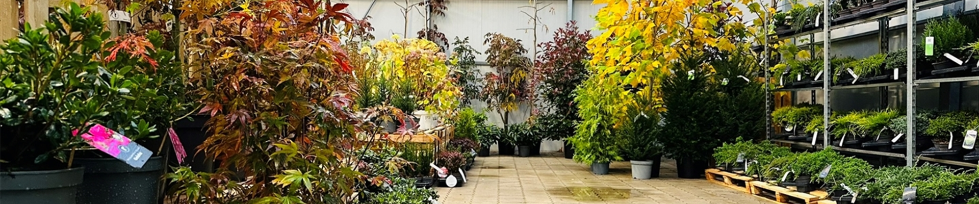 IMG_4927_1920-1440-0-132-1920-1080.jpg IMG_4927_1920-1440-0-132-1920-1080.jpg