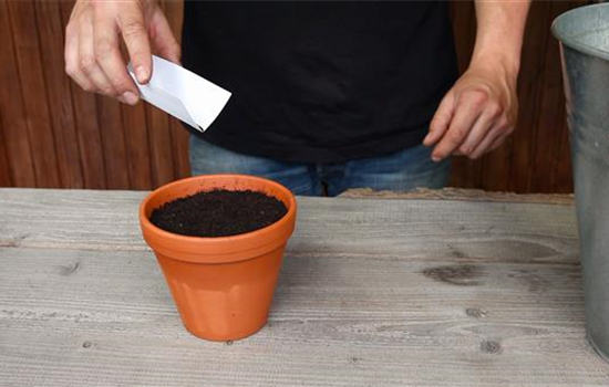 Oregano - Aussäen von Samen Oregano - Aussäen von Samen