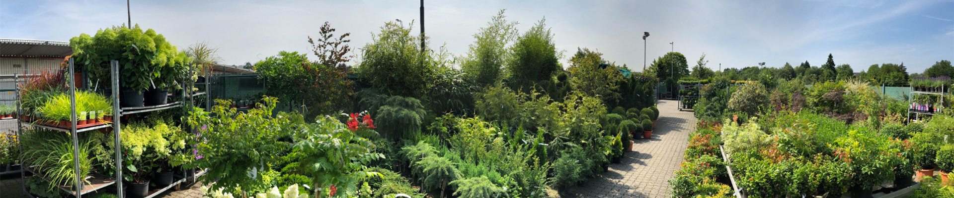 IMG_3231-b.jpg IMG_3231-b.jpg