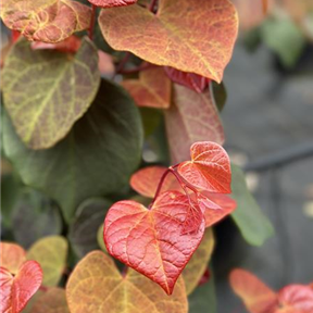 Cercis canadensis 'Hearts A'Fire'® Cercis canadensis 'Hearts A'Fire'®
