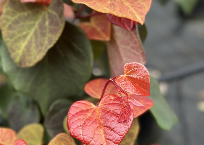 Cercis canadensis 'Hearts A'Fire'® Cercis canadensis 'Hearts A'Fire'®