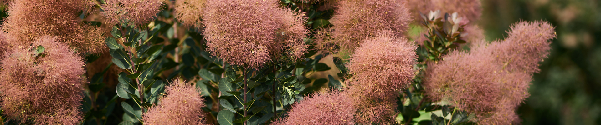 Cotinus coggygria Magical Torch.jpg Cotinus coggygria Magical Torch.jpg