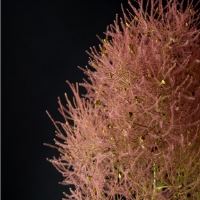 Cotinus coggygria 'Magical Torch'® Cotinus coggygria 'Magical Torch'®