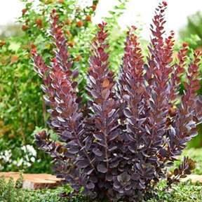 Cotinus coggygria 'Magical Purple'® Cotinus coggygria 'Magical Purple'®