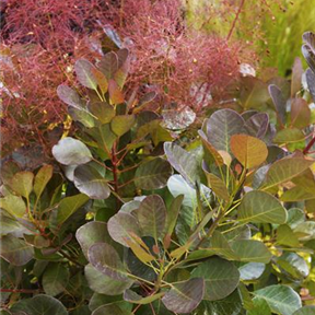 Cotinus coggygria 'Flamissimo'® Cotinus coggygria 'Flamissimo'®