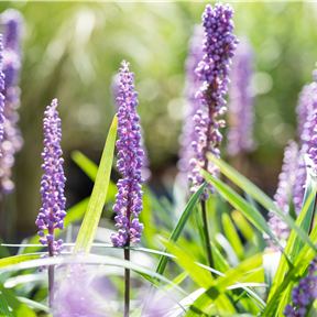 Liriope muscari 'Big Blue' Liriope muscari 'Big Blue'