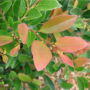 Distylium 'Coppertone'® Distylium 'Coppertone'®