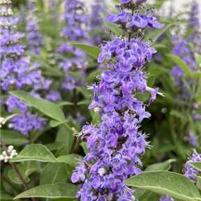 VITEX agnus-castus ´Magical® Summertime Blues´ VITEX agnus-castus ´Magical® Summertime Blues´