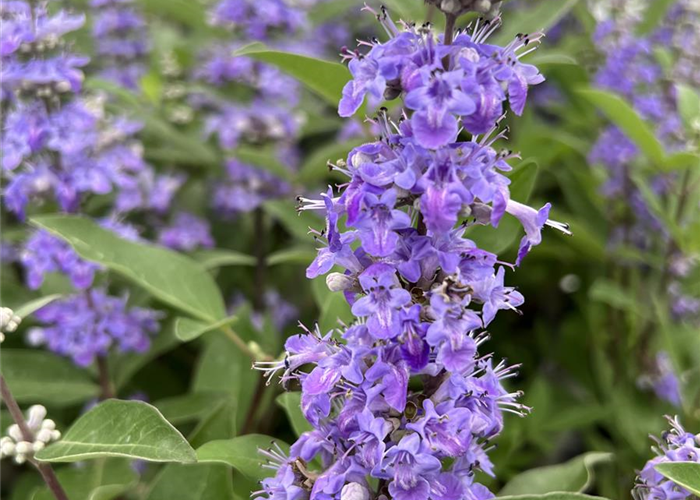 VITEX agnus-castus ´Magical® Summertime Blues´ VITEX agnus-castus ´Magical® Summertime Blues´