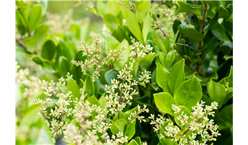 Ligustrum japonicum 'Texanum'